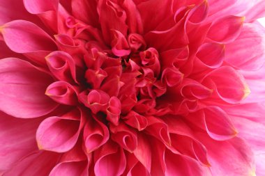 Güzel pembe dahlia çiçeği, closeup görünümü. Çiçek dekorasyon