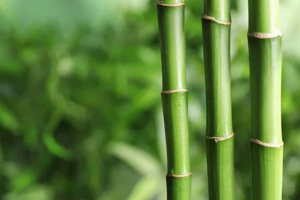 绿竹茎在模糊背景与空间的文本 — 图库照片