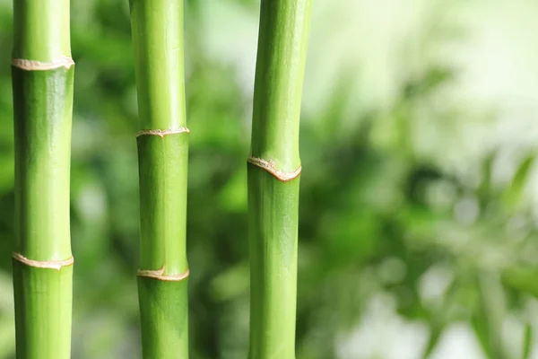 绿竹茎在模糊背景与空间的文本 — 图库照片