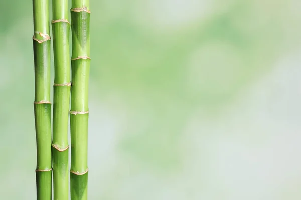 Metin Için Yer Bulanık Zemin Üzerine Yeşil Bambu Kaynaklanıyor — Stok fotoğraf