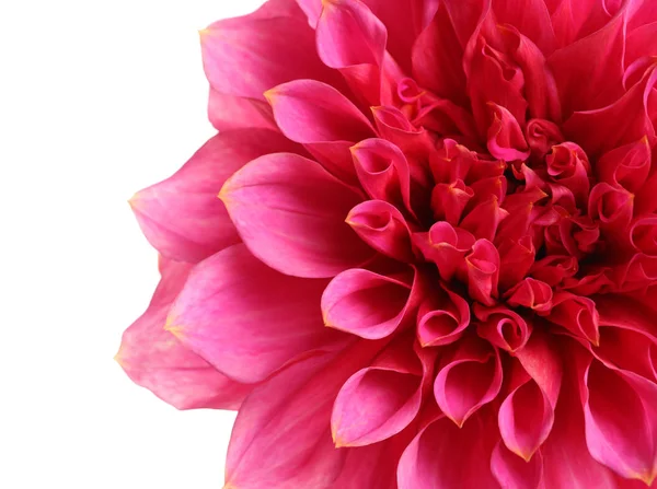 Красива Рожева Квітка Далії Білому Тлі Крупним Планом — стокове фото