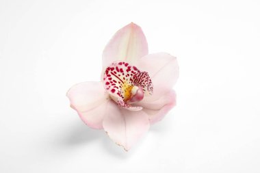 Beyaz arka plan üzerinde güzel orkide çiçek. Tropikal bitki