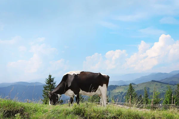 Vaca Pastando Prado Verde Verano — Foto de Stock
