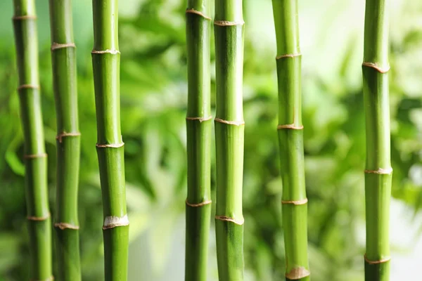 美丽的绿色竹茎在模糊的背景 — 图库照片