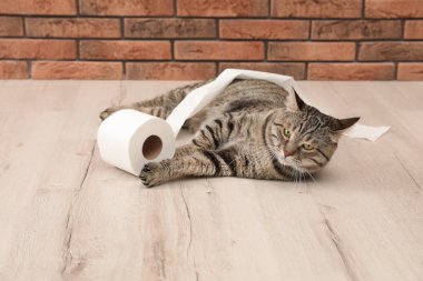 Şirin kedi kat tuğla duvarın üzerinde rulo tuvalet kağıdı ile oyun
