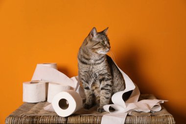 Şirin kedi renk duvara sepet rulo tuvalet kağıdı ile oynamak