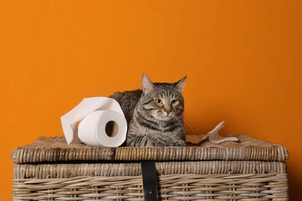 Милая Кошка Играет Рулоном Туалетной Бумаги Корзине Напротив Цветной Стены — стоковое фото