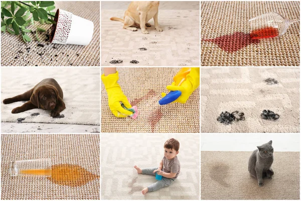 Set Different Types Dirt Carpets Cleaning Concept — Stock Photo, Image