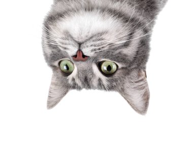 Beyaz arka planda gri tekir kedi portresi. Sevimli evcil hayvan