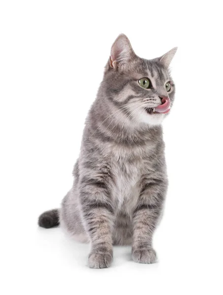 Retrato Gato Cinza Tabby Fundo Branco Bonito Animal Estimação — Fotografia de Stock