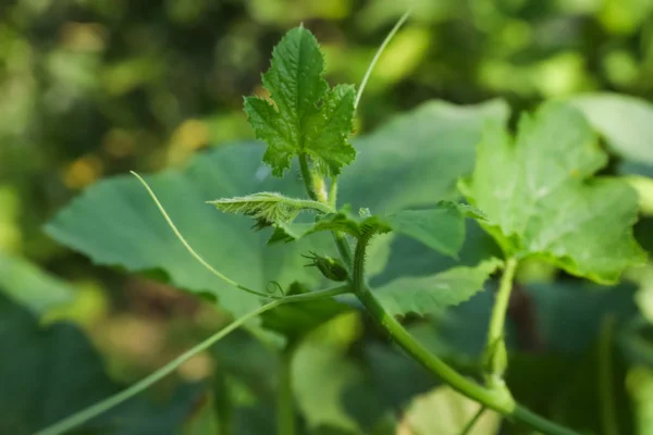 Vitigno Zucca Verde Con Foglie Giardino Vista Vicino — Foto Stock