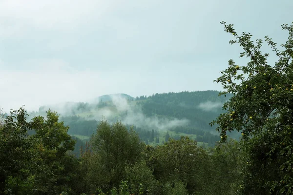 Vista Pitoresca Floresta Montanhosa Manhã Nebulosa — Fotografia de Stock