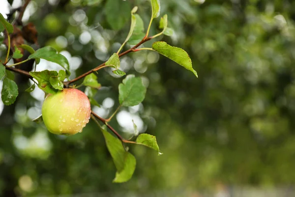 Gałąź Drzewa Jabłko Dojrzałych Owoców Ogrodzie — Zdjęcie stockowe