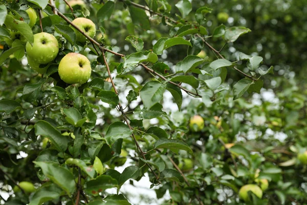 Drzewo Dojrzałych Jabłek Piękny Ogród — Zdjęcie stockowe