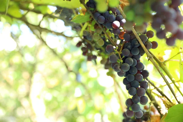 Bunch Ripe Grapes Growing Vineyard Closeup — Stock Photo, Image