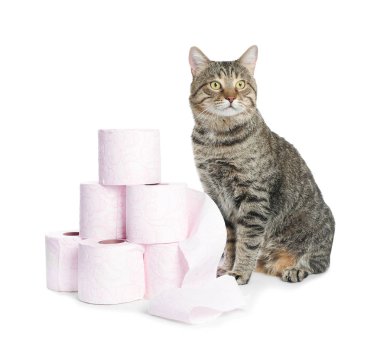 Şirin kedi ile tuvalet kağıdı beyaz arka plan üzerinde rulo.