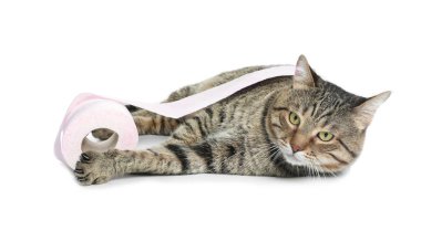 Şirin kedi beyaz arka plan üzerinde rulo tuvalet kağıdı ile oynarken