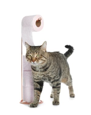 Şirin kedi ile tuvalet kağıdı beyaz arka plan üzerinde rulo.