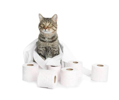 Şirin kedi ile oynarken tuvalet beyaz arka plan üzerinde kağıdımız
