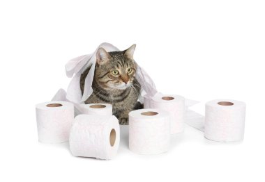 Şirin kedi ile oynarken tuvalet beyaz arka plan üzerinde kağıdımız