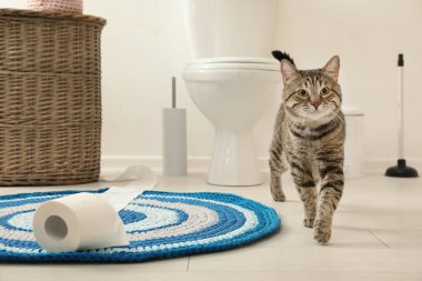 Şirin kedi rulo tuvalet kağıdı banyoda ile oynarken
