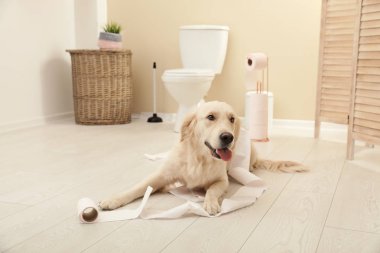 Evde banyoda tuvalet kağıdı ile oynayan sevimli köpek