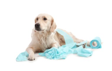 Beyaz arka plan üzerinde rulo tuvalet kağıdı ile oynayan sevimli köpek