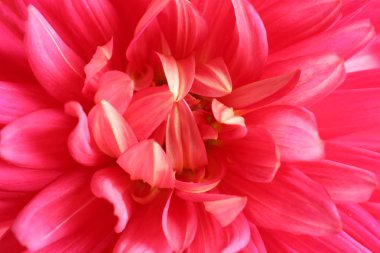 Güzel pembe dahlia çiçeği olarak arka plan, portre