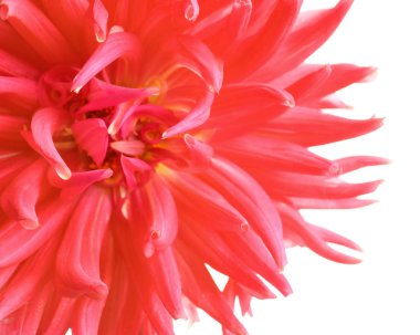 Beyaz arka planda, closeup güzel pembe dahlia çiçeği