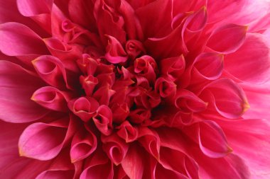 Güzel pembe dahlia çiçeği, closeup görünümü. Çiçek dekorasyon