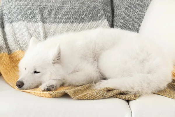 Adorabile Cane Samoyed Sdraiato Una Morbida Coperta Posto Letto Perfetto — Foto Stock