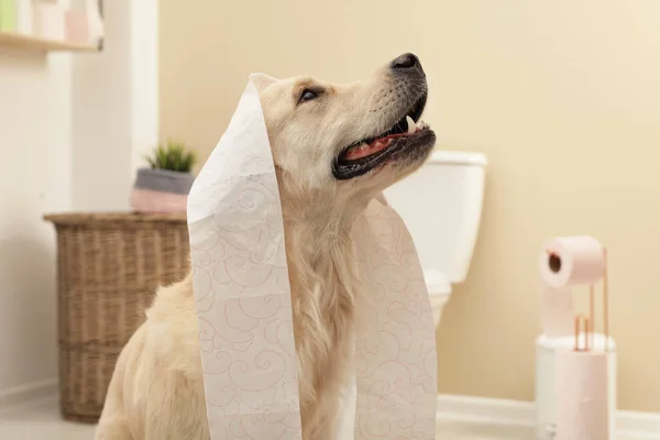 Мила Собака Грає Туалетним Папером Ванній Вдома — стокове фото