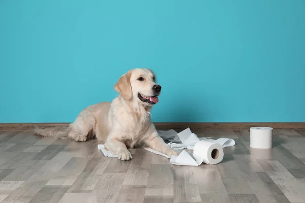 Мила Собака Грає Рулонами Туалетного Паперу Підлозі Проти Кольорової Стіни — стокове фото