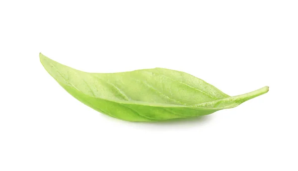 Verse Groene Basilicum Leaf Witte Achtergrond — Stockfoto