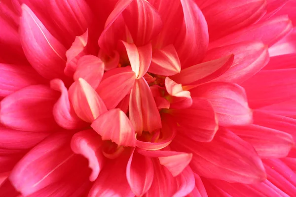 Красива Рожева Квітка Далії Фон Крупним Планом — стокове фото