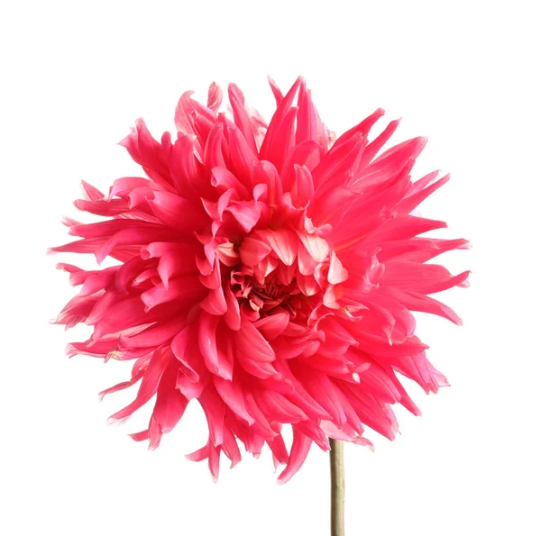 Beautiful Pink Dahlia Flower White Background — Stock Photo, Image