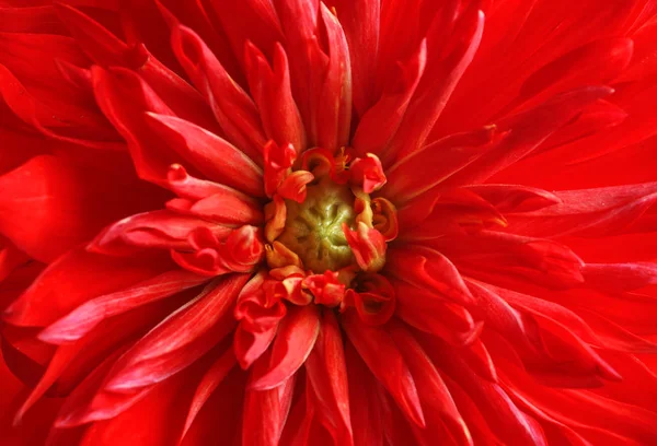 Красива Червона Квітка Далії Фон Крупним Планом — стокове фото