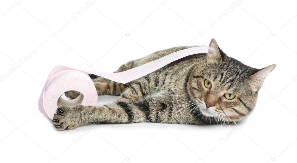 Cute cat playing with roll of toilet paper on white background