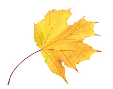 Beyaz arka planda güzel bir sonbahar yaprağı. Sonbahar yeşilliği