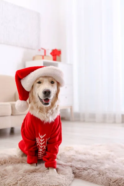 Cão Bonito Suéter Quente Chapéu Natal Chão Casa — Fotografia de Stock