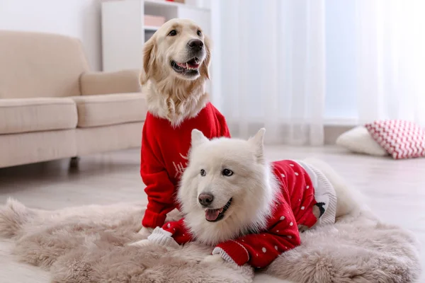 Cães Bonitos Camisolas Quentes Chão Casa Celebração Natal — Fotografia de Stock