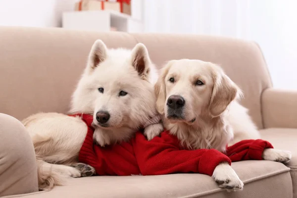 Cani Carini Maglioni Caldi Sul Divano Casa Celebrazione Natale — Foto Stock