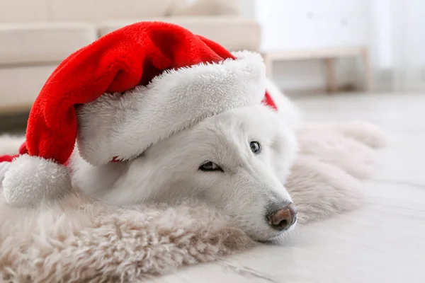 Cão Bonito Com Chapéu Natal Chão Casa — Fotografia de Stock