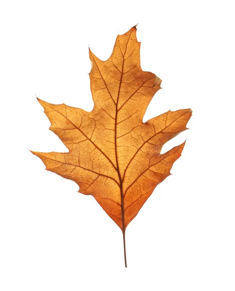 Beautiful Autumn Leaf White Background Fall Foliage — Stock Photo, Image