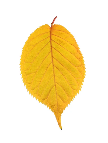 Красивый Осенний Лист Белом Фоне Осенняя Листва — стоковое фото