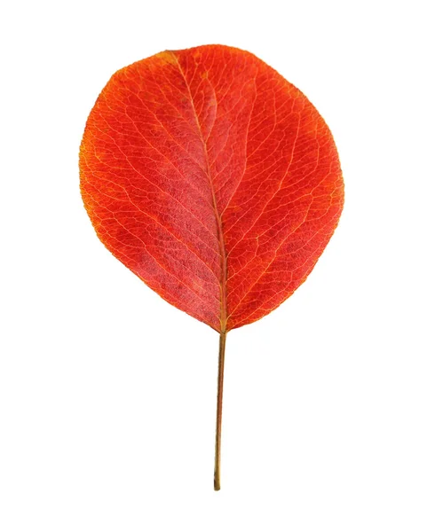 Красивый Осенний Лист Белом Фоне Осенняя Листва — стоковое фото