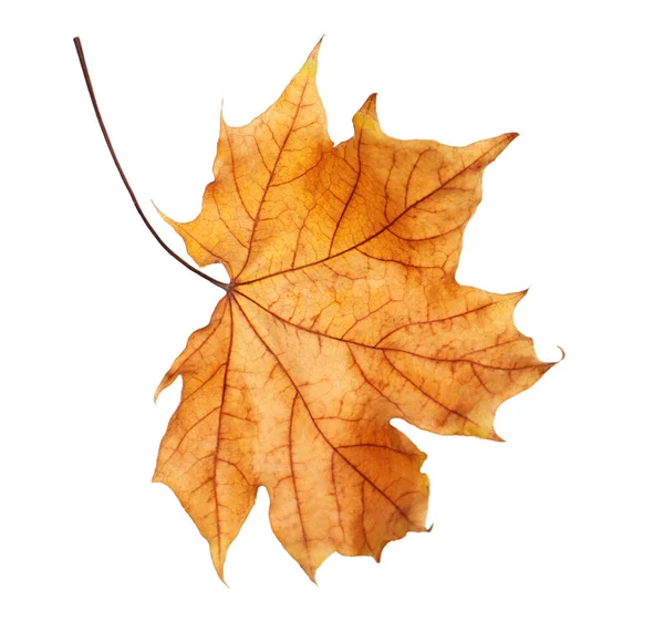 Prachtig Herfstblad Witte Achtergrond Loof Herfst — Stockfoto