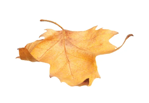 Hermosa Hoja Otoño Sobre Fondo Blanco Follaje Otoño —  Fotos de Stock