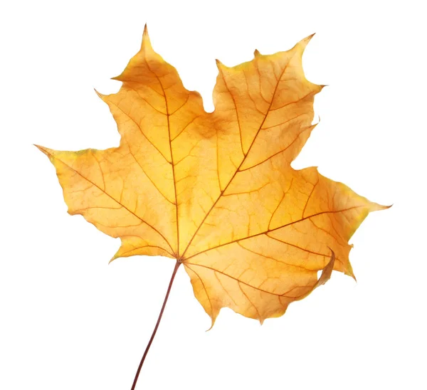 Prachtig Herfstblad Witte Achtergrond Loof Herfst — Stockfoto