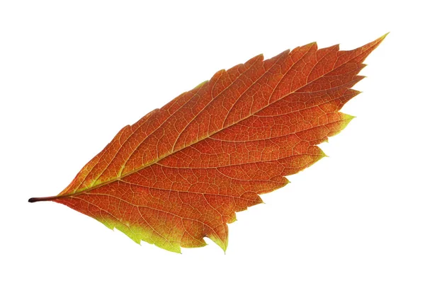 Schöne Herbstblatt Auf Weißem Hintergrund Herbstlaub — Stockfoto